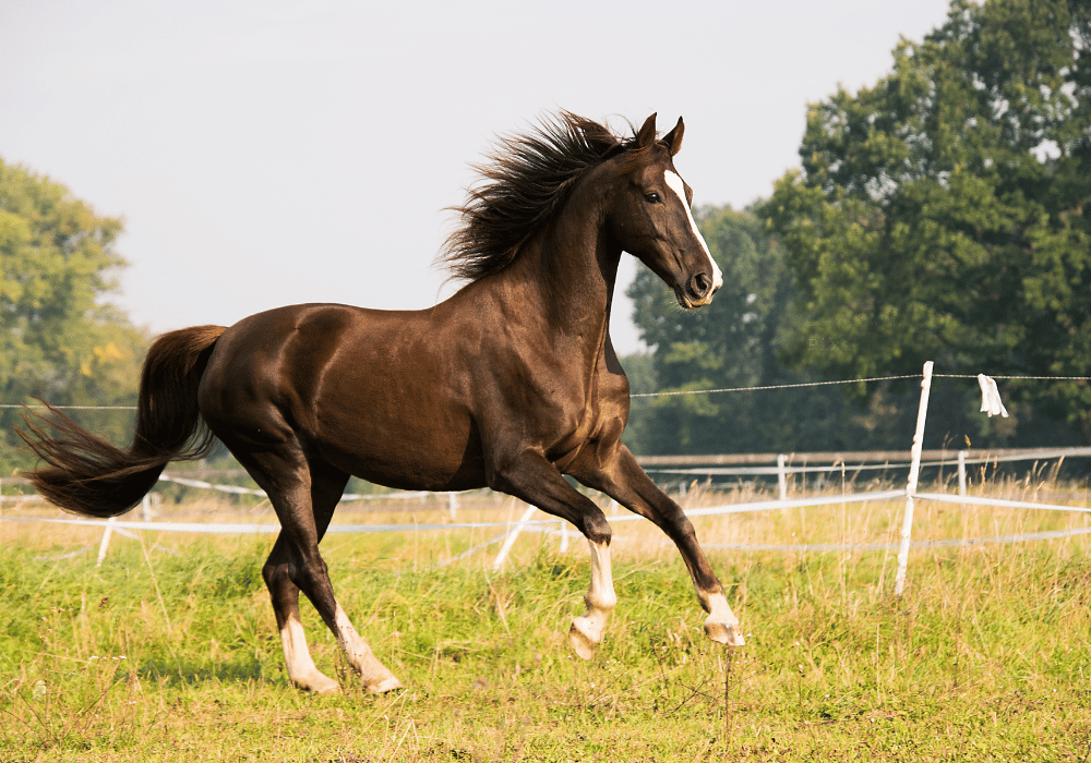 equine preventative care